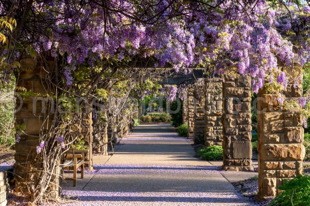 Pathway Through Rose Garden A4-13995 - Mansfield Photography