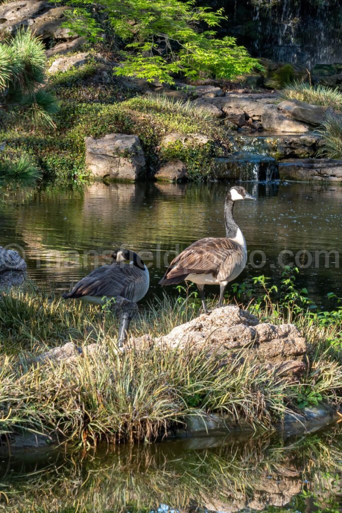 Canadian Geese A4-14007 - Mansfield Photography