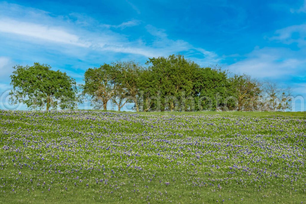 Bluebonnet Field A4-14022 - Mansfield Photography