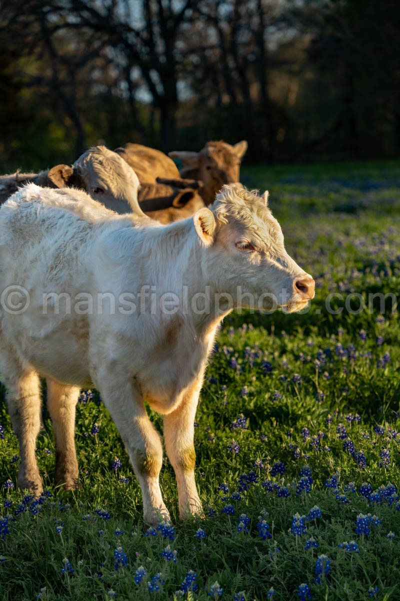 Cow And Bluebonnets A4-14032