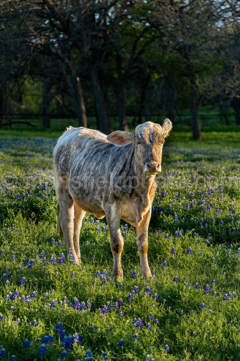 Cow And Bluebonnets A4-14035