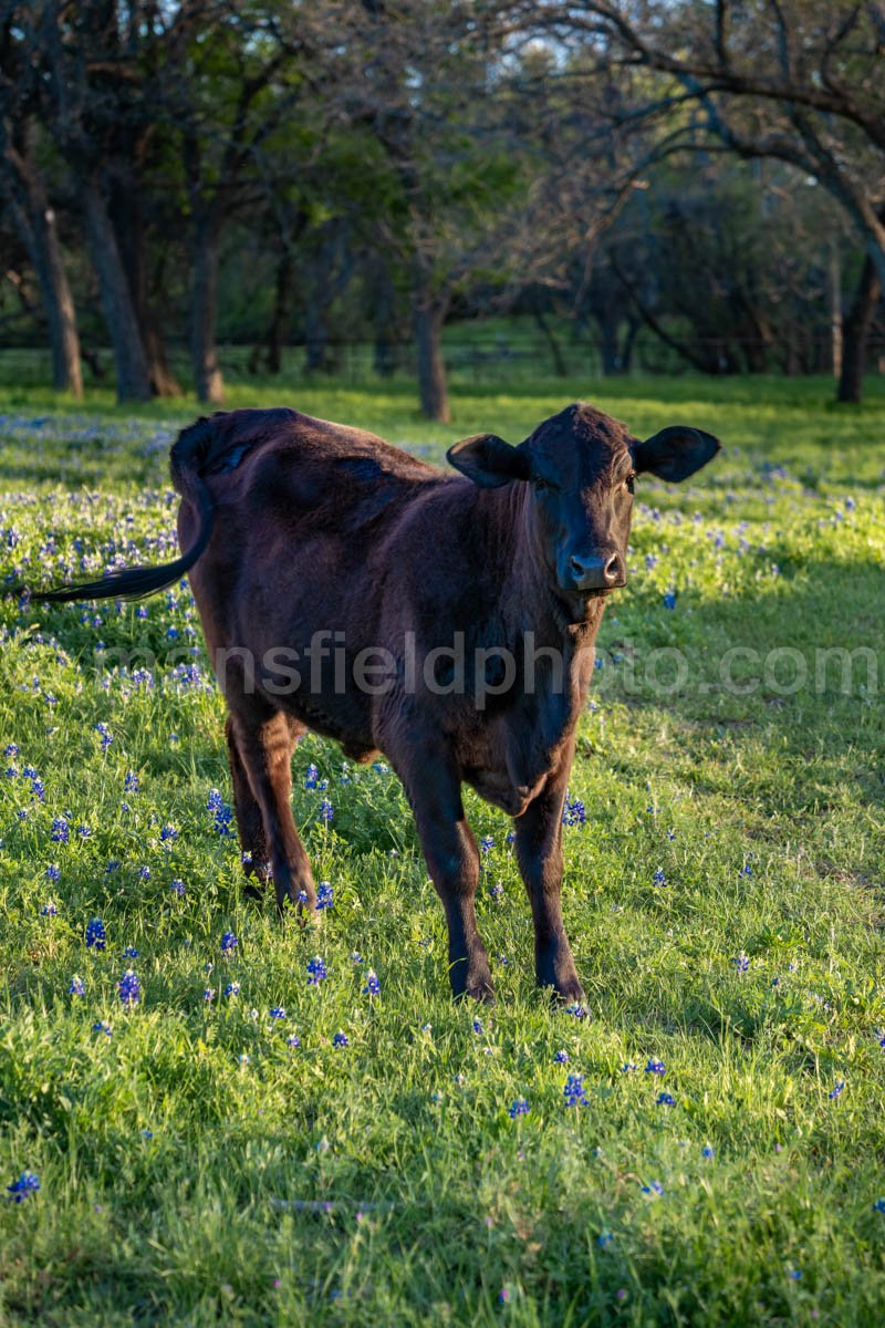 Cow And Bluebonnets A4-14038