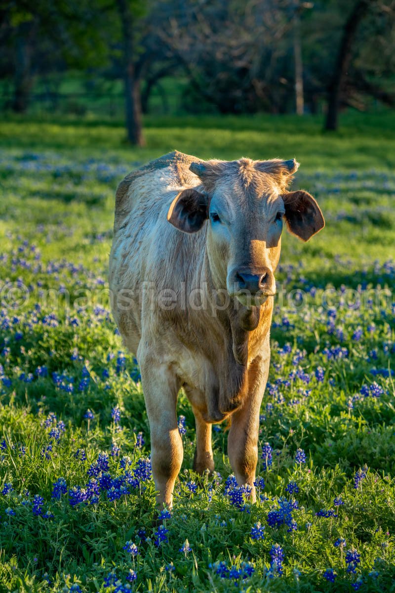 Cow and Bluebonnets A4-14041