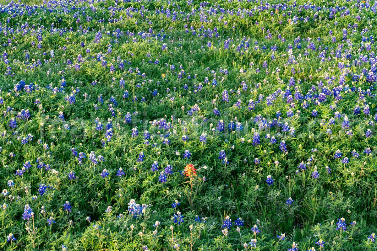 Bluebonnet Field A4-14064