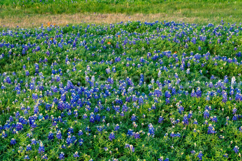 Bluebonnet Field A4-14067 - Mansfield Photography