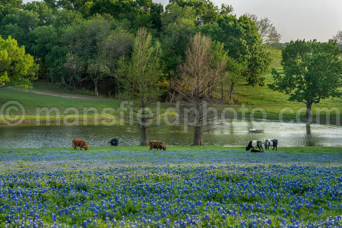 Bluebonnets, Trees, And Cows A4-14129