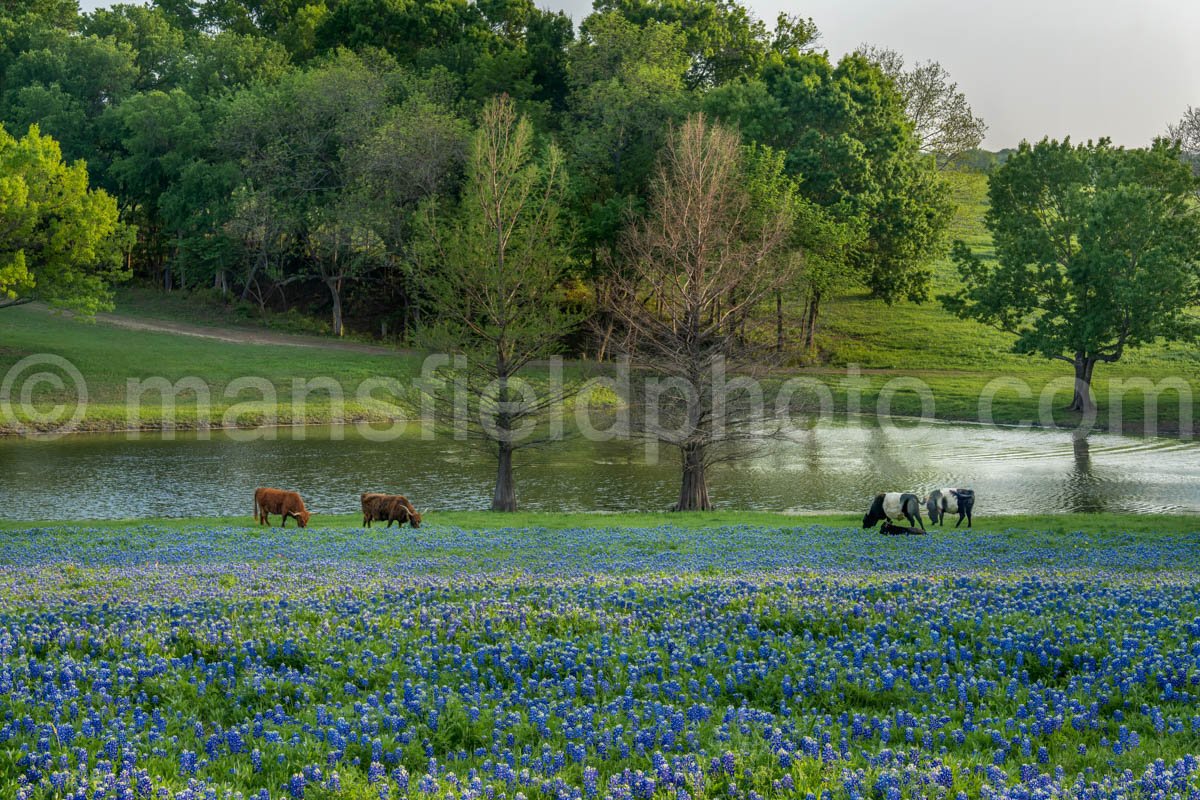 Bluebonnets, Trees, And Cows A4-14129B