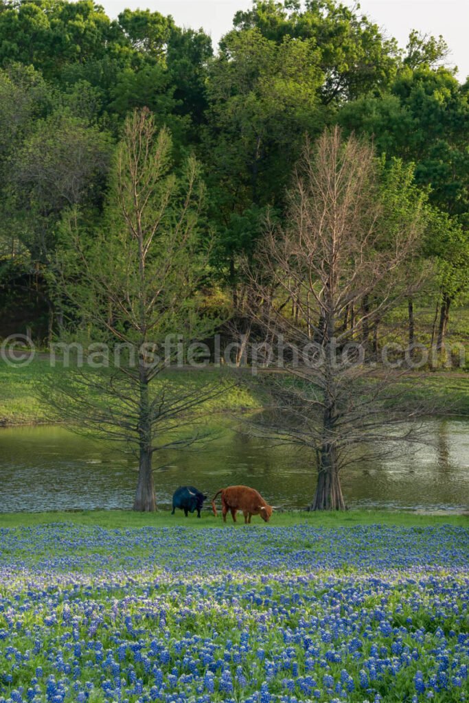 Bluebonnets, Trees, And Cows A4-14147 - Mansfield Photography