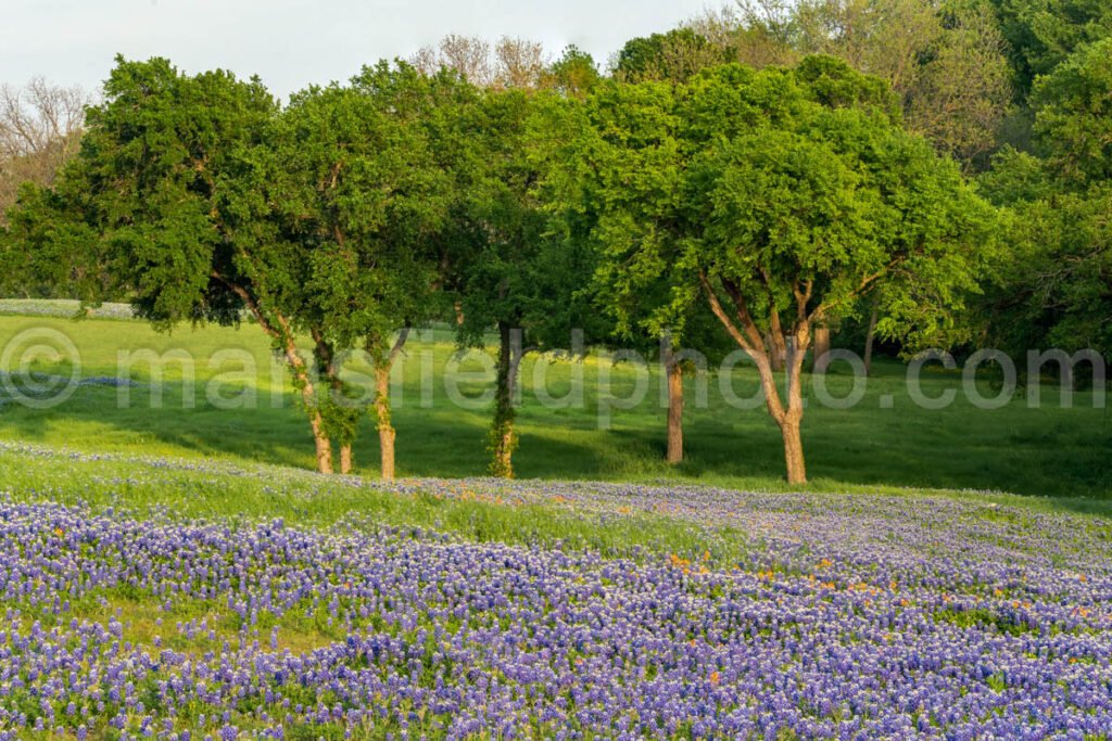 Bluebonnets And Trees A4-14164 - Mansfield Photography