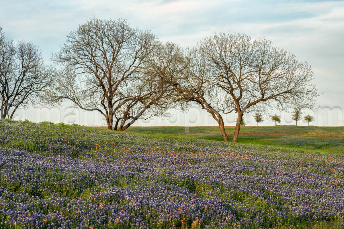 Bluebonnets and Trees A4-14168