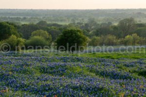 Bluebonnets And Tree A4-14172 - Mansfield Photography