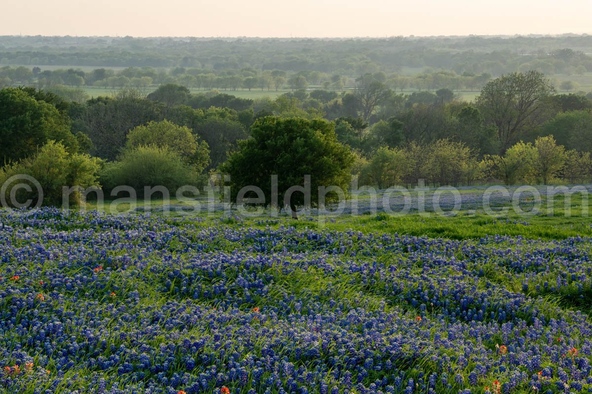 Bluebonnets and Tree A4-14172