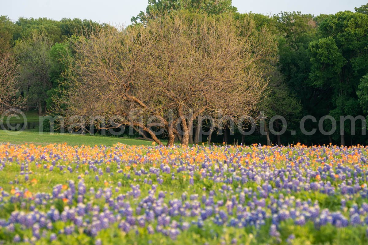 Bluebonnets and Tree A4-14182