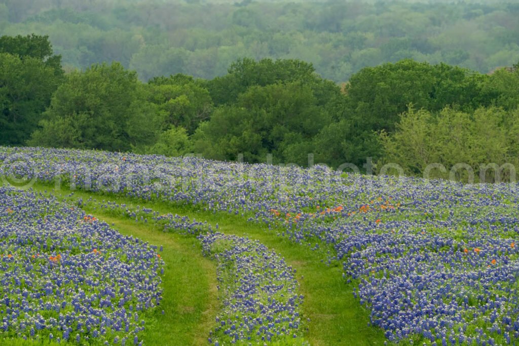 Bluebonnet Trail A4-14260 - Mansfield Photography