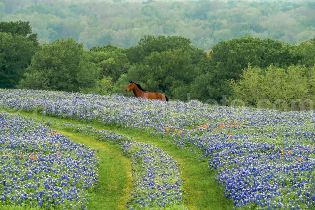 Bluebonnet Trail And Horse A4-14264 - Mansfield Photography