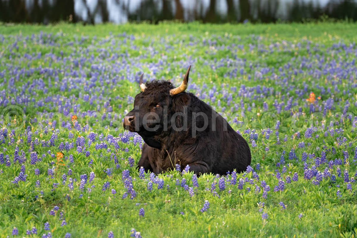 Cow And Bluebonnets A4-14347