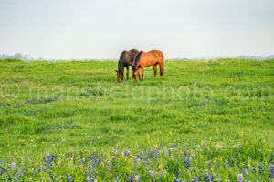 Horse And Bluebonnets A4-14354 - Mansfield Photography