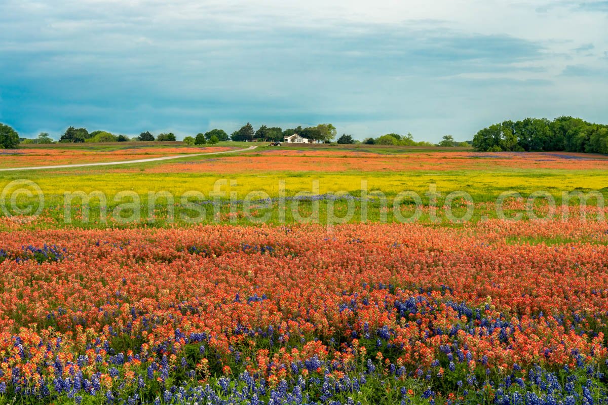 Field of Flowers A4-14366