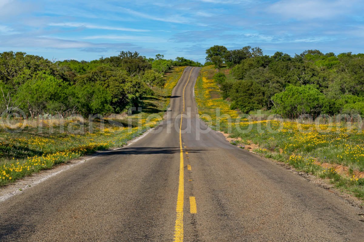 Spring Flowers Along Highway A4-14454