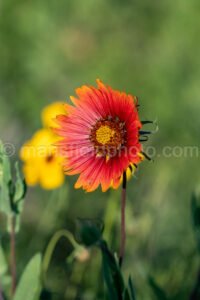 Indian Blanket A4-14468 - Mansfield Photography
