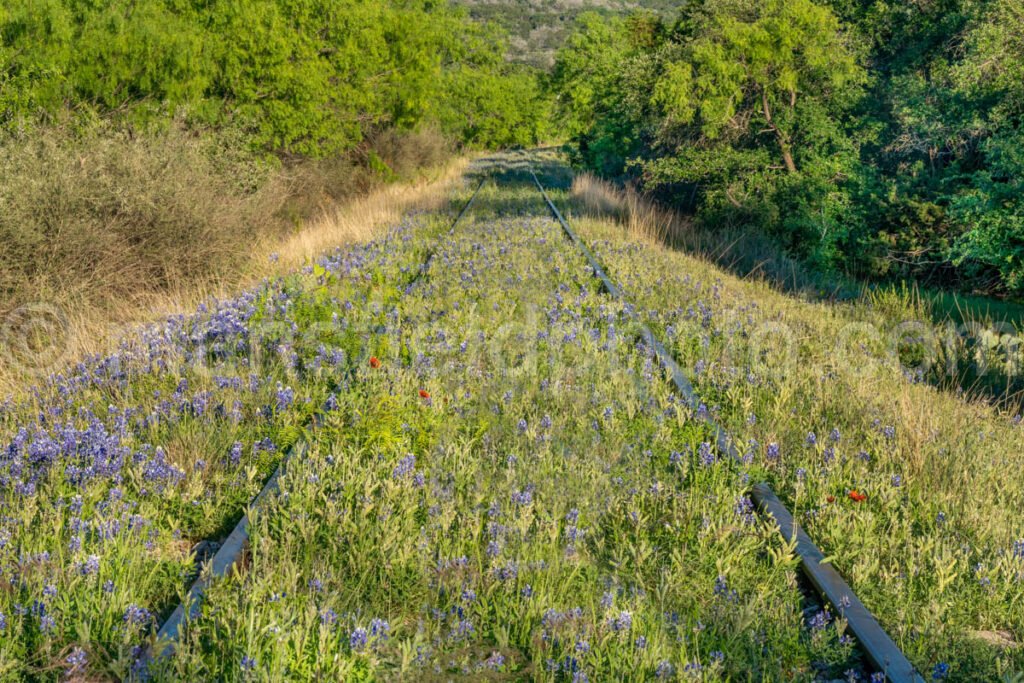 Bluebonnet Railroad Bridge A4-14486 - Mansfield Photography