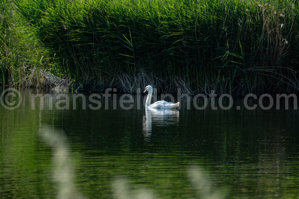 Swan In Pond A4-15777 - Mansfield Photography