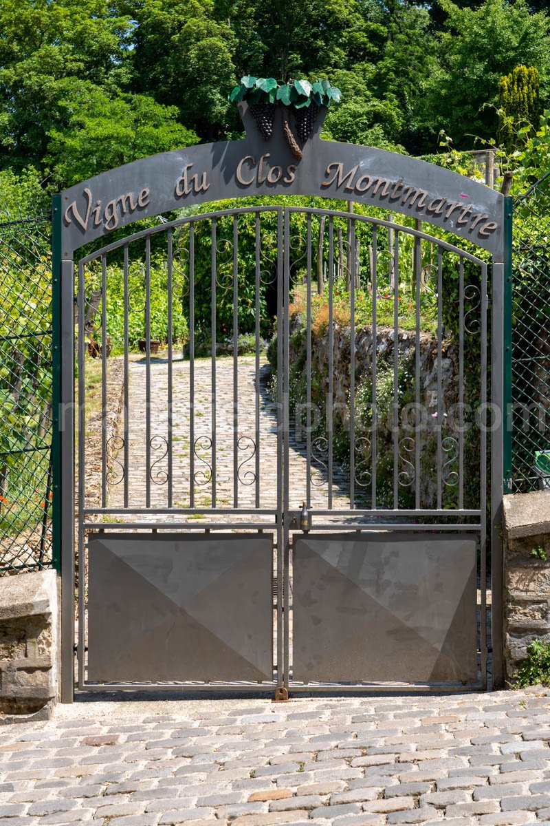 Vigne du Clos Montmartre A4-16498