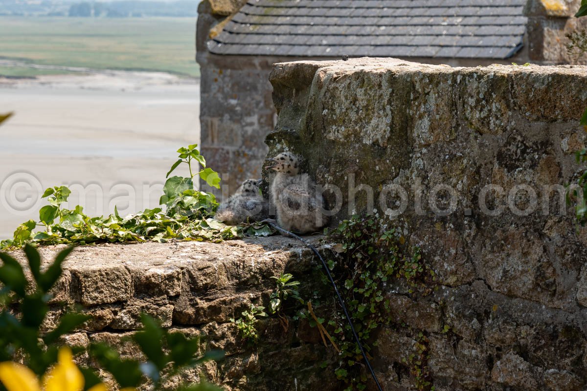 Le Mont-Saint-Michel A4-16638