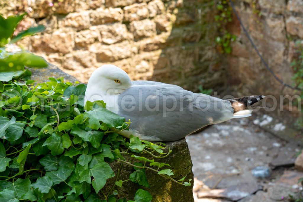 Seagull At Le Mont-Saint-Michel A4-16639 - Mansfield Photography