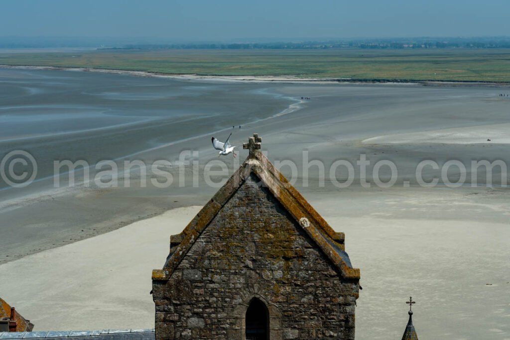 Seagull At Le Mont-Saint-Michel A4-16642 - Mansfield Photography