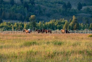 Horses In Moran, Wyoming A4-16908 - Mansfield Photography