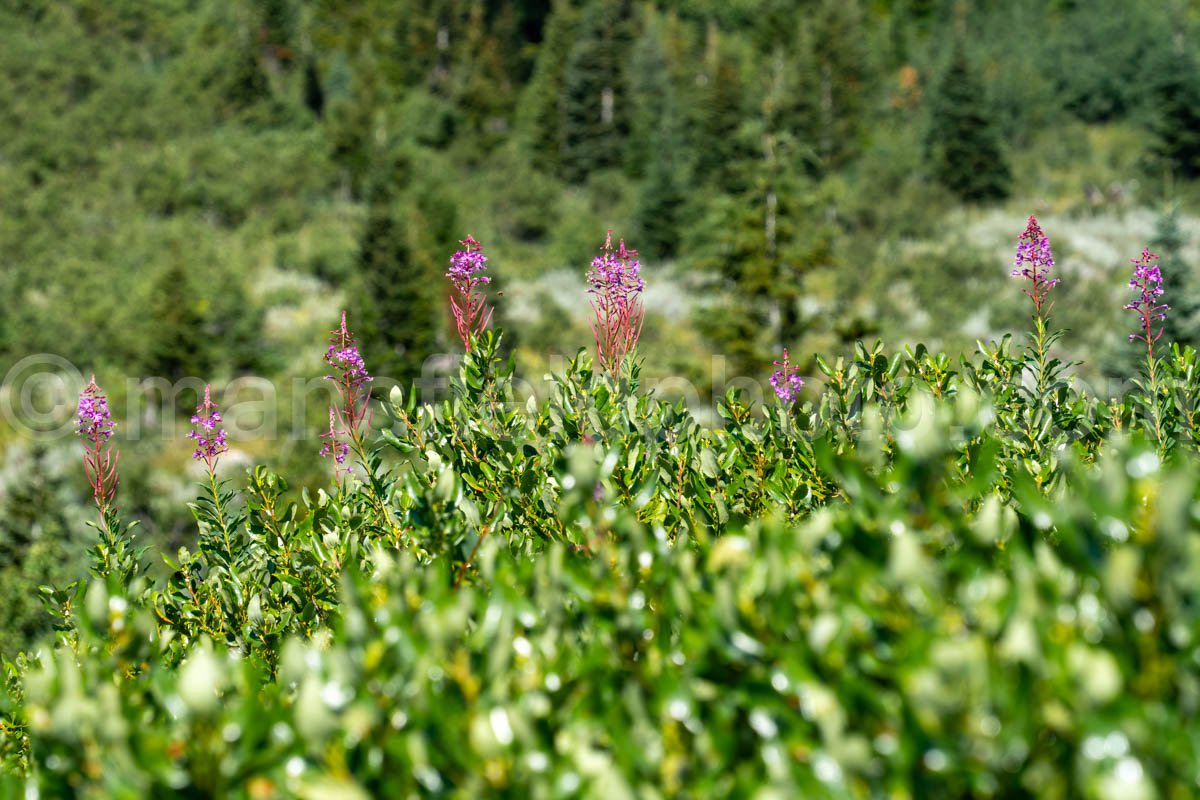 Wildflowers At String Lake A4-16995