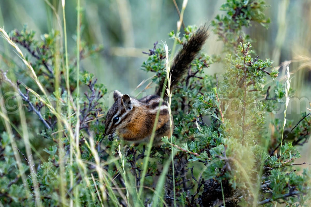 Chipmunk In Grand Teton N.P. A4-17048