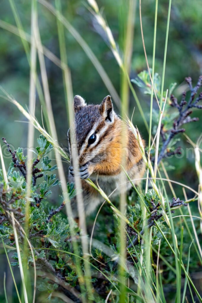 Chipmunk In Grand Teton N.p. A4-17049 - Mansfield Photography