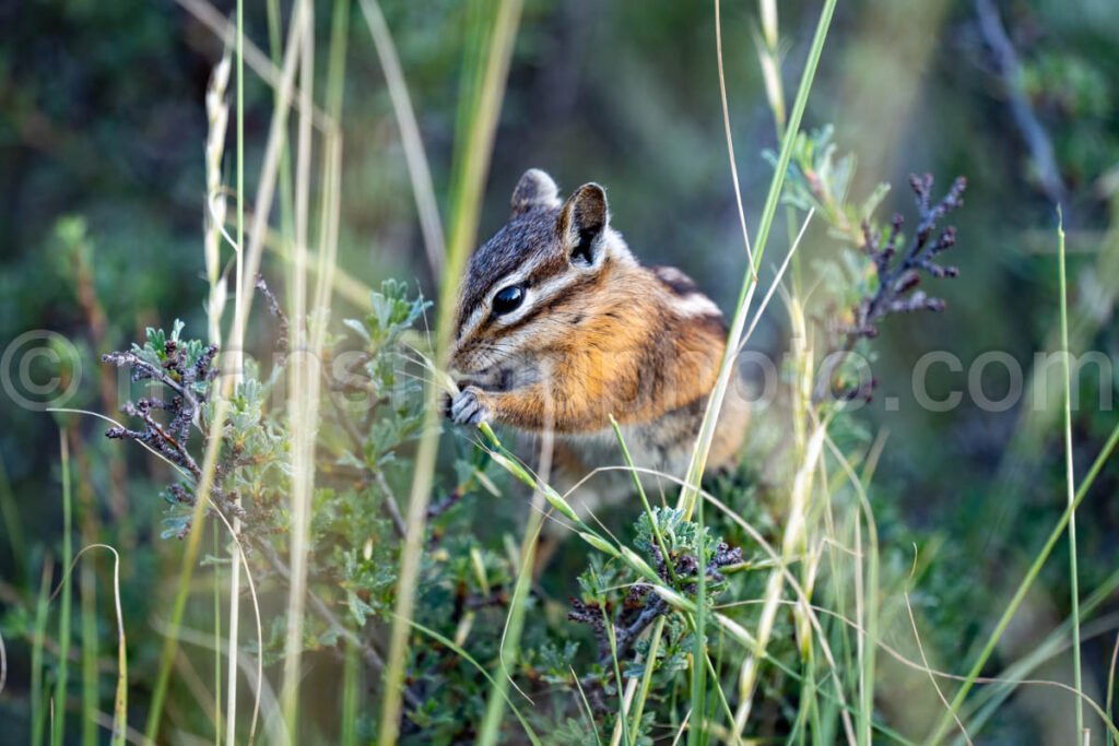 Chipmunk In Grand Teton N.p. A4-17050 - Mansfield Photography