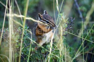 Chipmunk In Grand Teton N.p. A4-17051 - Mansfield Photography