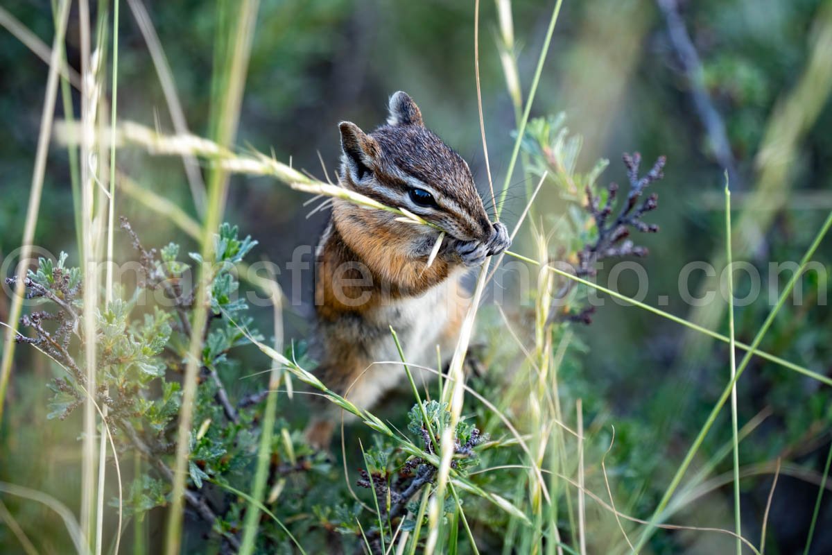 Chipmunk In Grand Teton N.P. A4-17051