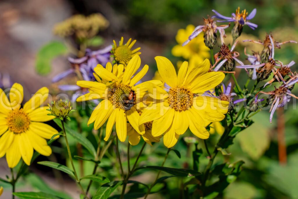 Flowers In Cascade Canyon A4-17161 - Mansfield Photography