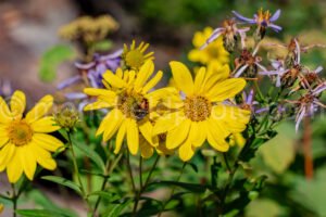 Flowers In Cascade Canyon A4-17161 - Mansfield Photography