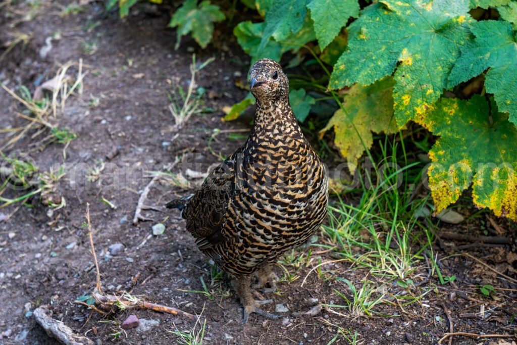 Grouse in Glacier National Park A4-17348 - Mansfield Photography