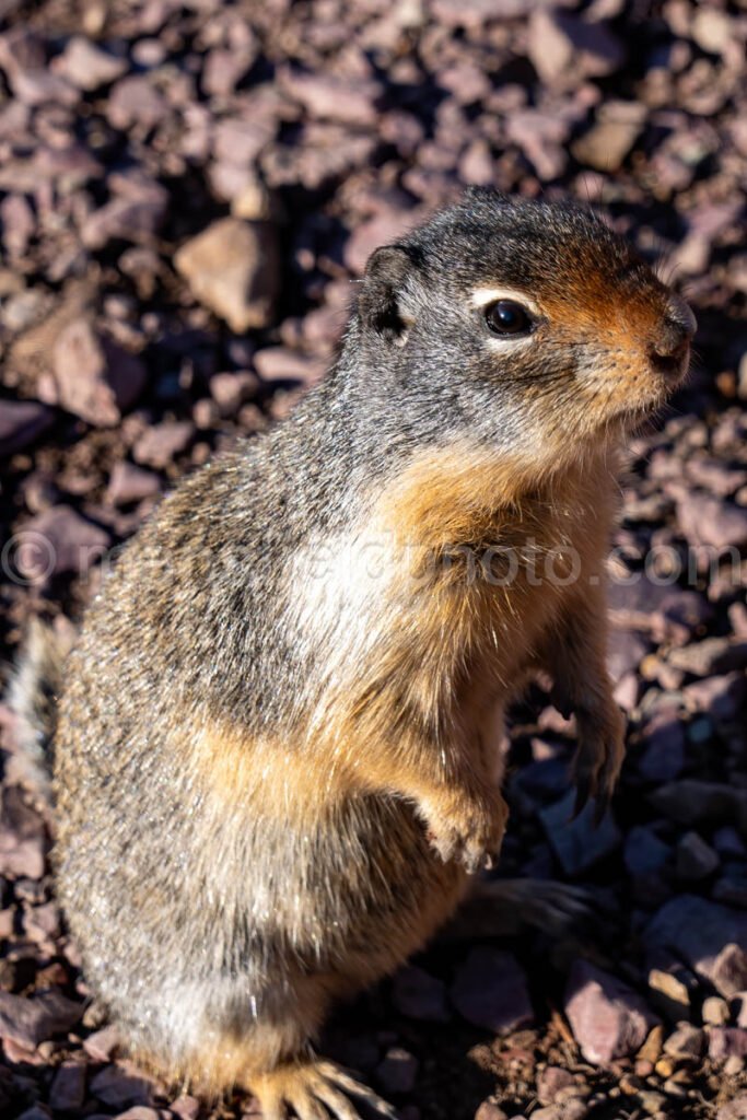 Grinnell Glacier Trail - Marmot A4-17509 - Mansfield Photography