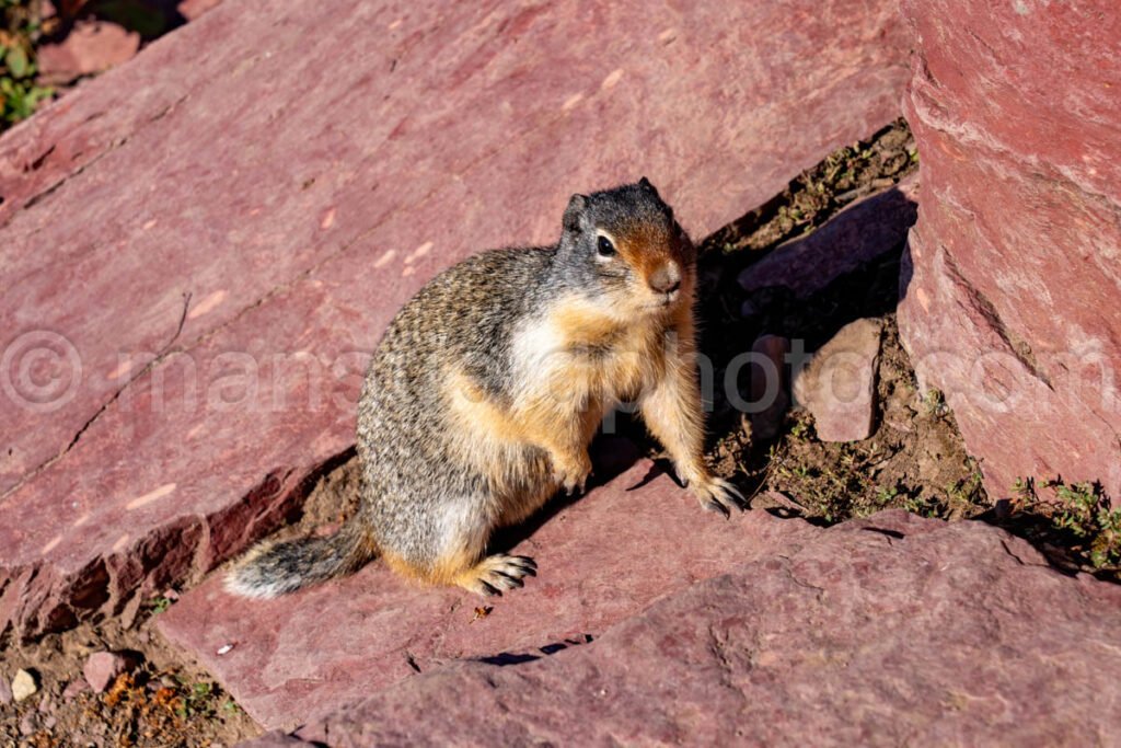 Grinnell Glacier Trail - Marmot A4-17517 - Mansfield Photography