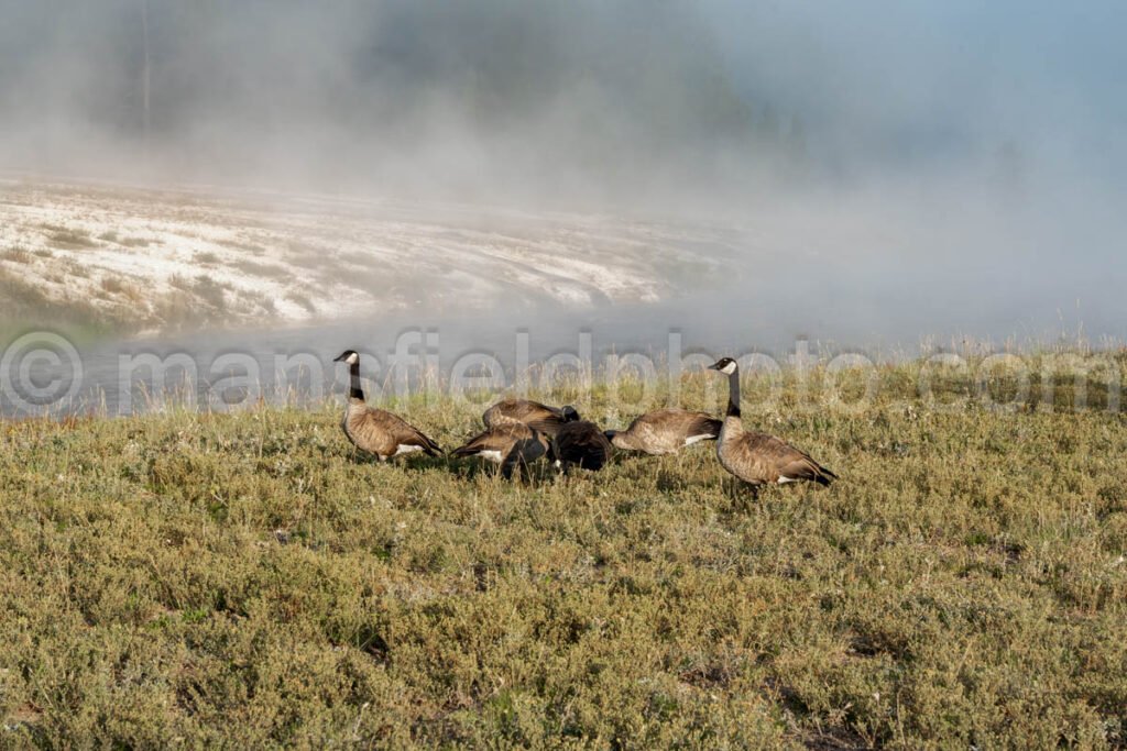 Canadian Geese In Yellowstone National Park A4-17776 - Mansfield Photography