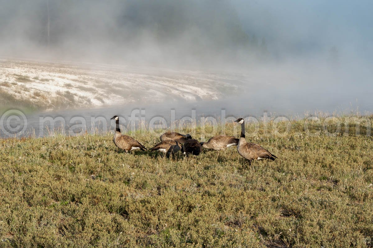 Canadian Geese In Yellowstone National Park A4-17776