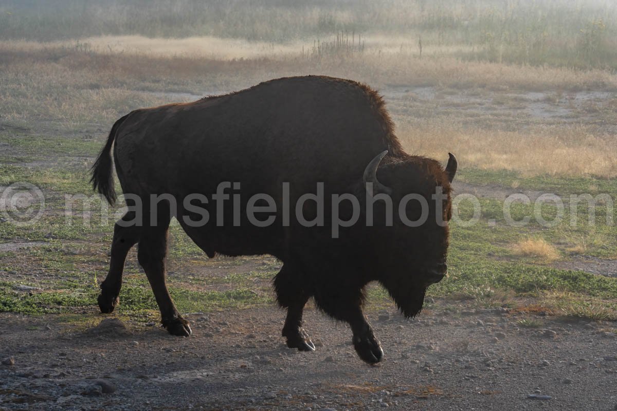 Lone Bison at Yellowstone National Park A4-17783