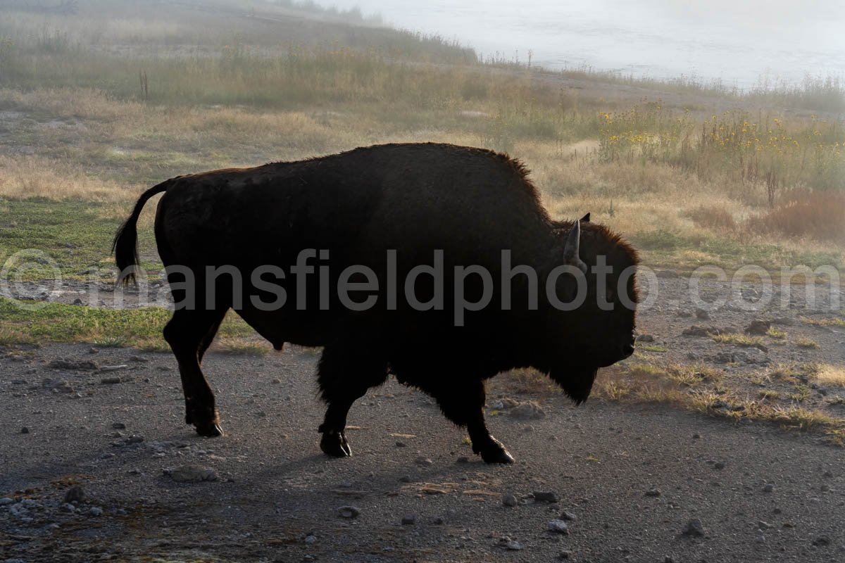 Lone Bison At Yellowstone National Park A4-17786