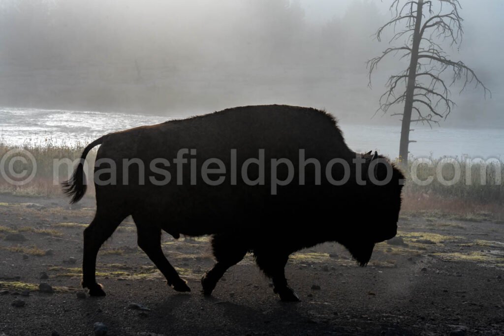 Lone Bison at Yellowstone National Park A4-17788 - Mansfield Photography