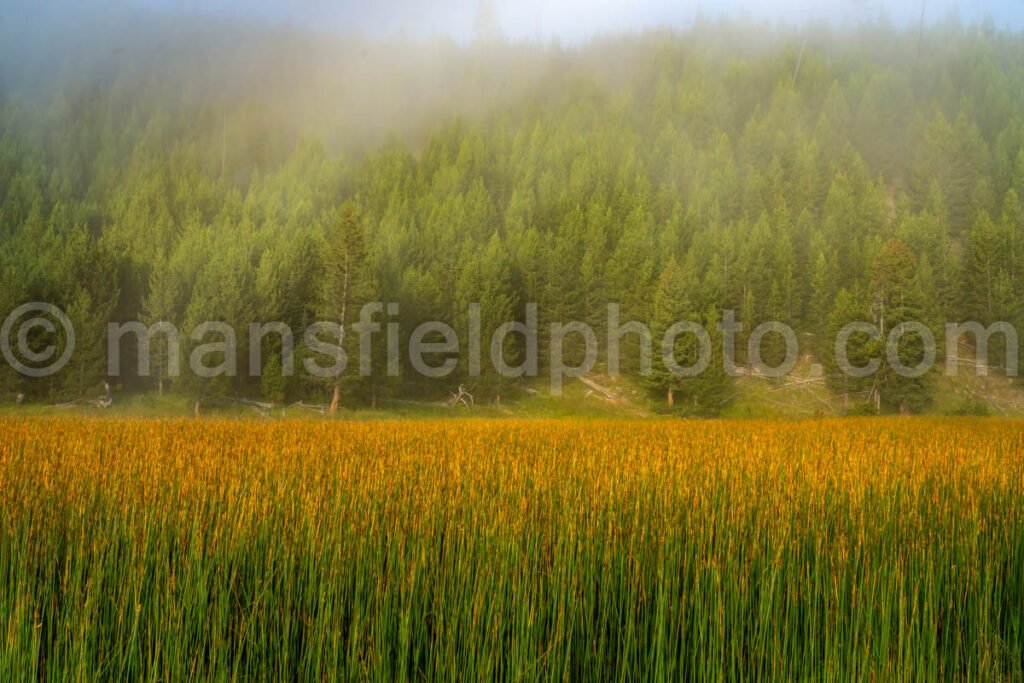 Fog on the pond in Yellowstone National Park A4-17792 - Mansfield Photography