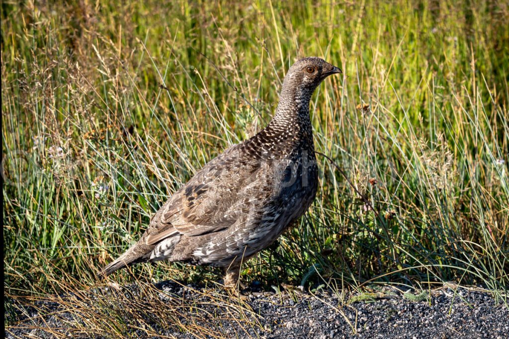 Grouse in Yellowstone National Park A4-17835 - Mansfield Photography