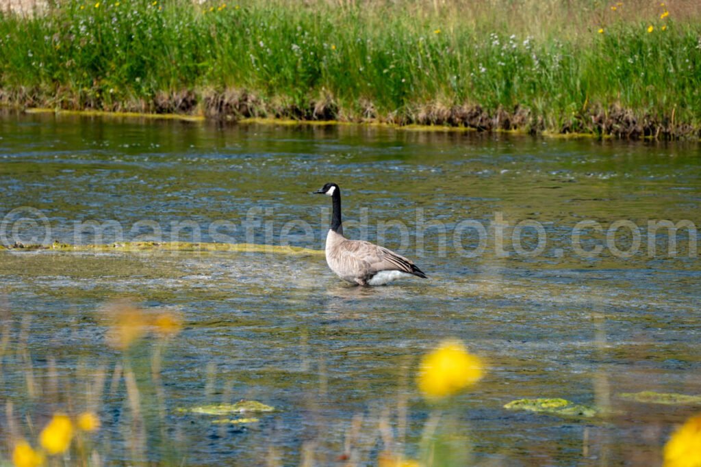 Canadian Goose in Yellowstone National Park A4-17877 - Mansfield Photography